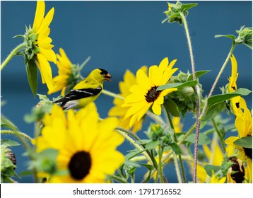 A Female Golden Finch Eating Flower Seeds 