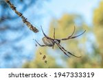 The female Golden Orb-weaving Spider (Nephila edulis) is a large spider with silvery-grey to plum coloured bodies and brown-black, often yellow banded legs.