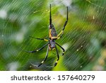 A female Golden SIlk Orb Weaving Spider waiting on her web