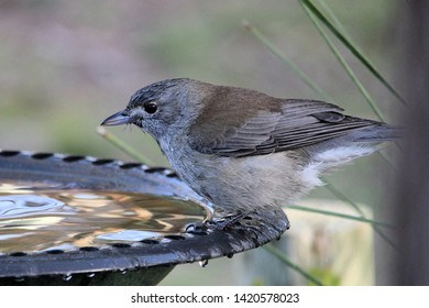 Birds At Birdbath Images Stock Photos Vectors Shutterstock