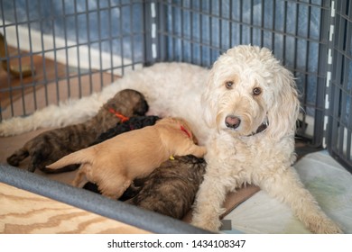 Female Goldendoodle lays in her crate nursing her 4 newborn puppies while looking into the camera.