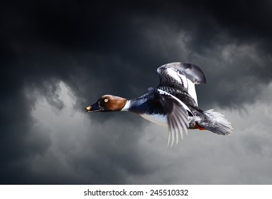 Female Goldeneye Duck Flying