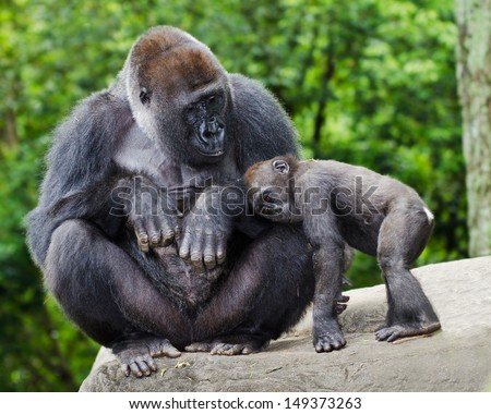 Female gorilla caring for young