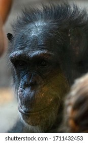 Female Gorilla Profile Shot Dark