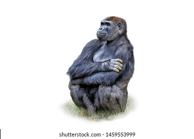 Female gorilla seated and  isolated on white  background