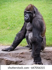
Female gorilla, sitting, posing for the photograph