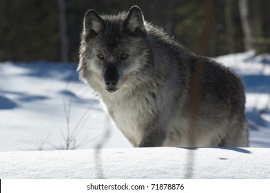 A female gray wolf in snow during winter
