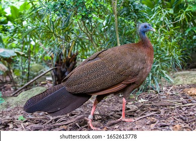A female great argus (Argusianus argus), which is a species of pheasant from Southeast Asia.
				A brown-plumaged pheasant with a blue head and neck, rufous red upper breast, black hair-like feathers.