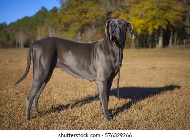 Female Great Dane Purebred Standing On Stock Photo 576329266 | Shutterstock