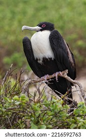 Female Great Frigatebird, Genovesa Island, Ecuador.