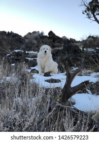 Female Great Pyrenees Dog In Snow