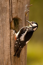 Female Great Spotted Woodpecker Dendrocopos Major Thanneri In Its Nest On A Wooden Post Marked With A Number. Gran Canaria. Canary Islands. Spain.