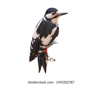 Female Of Great Spotted Woodpecker (Dendrocopos Major), Isolated On White Background