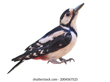 Female Of Great Spotted Woodpecker (Dendrocopos Major), Looking Into Camera , Isolated On White Background