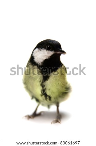  The female great tit (Parus major), isolated on white