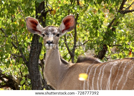 Similar – Image, Stock Photo beautiful female kudu