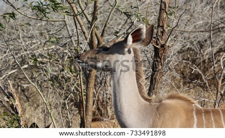 Similar – Image, Stock Photo beautiful female kudu