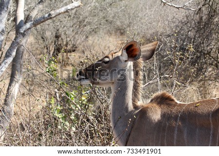 Similar – Image, Stock Photo beautiful female kudu