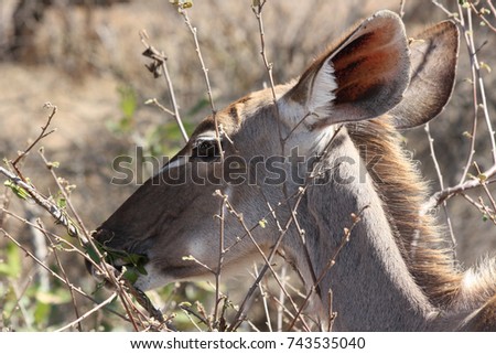 Similar – Image, Stock Photo beautiful female kudu