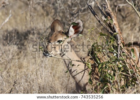 Similar – Image, Stock Photo beautiful female kudu