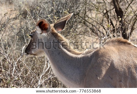 Image, Stock Photo beautiful female kudu