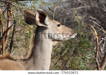 Similar – Image, Stock Photo beautiful female kudu