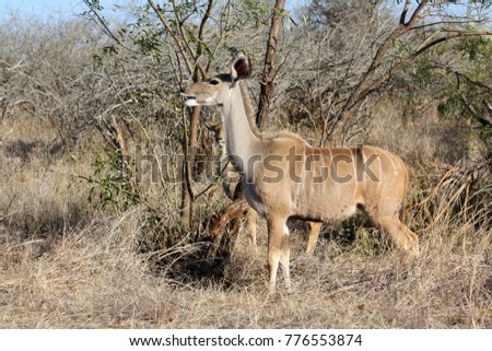 Similar – Image, Stock Photo beautiful female kudu