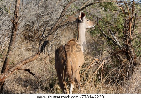 Similar – Image, Stock Photo beautiful female kudu