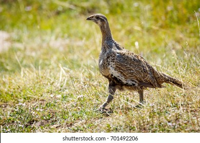 Female Greater Sage Grouse