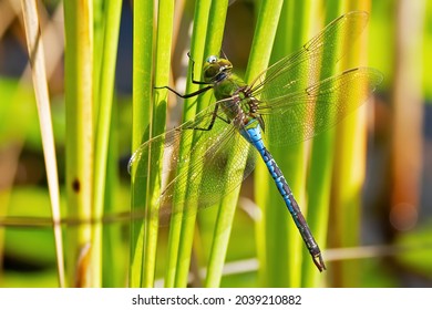 Female Green Darner Dragonfly on Phragmite 