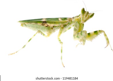 Female Green Flower Praying Mantis Isolated