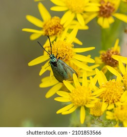 A Female Green Forester Moth - Adscita Statices - Seen On Ragwort In July