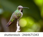 Female Green-breasted Mango Hummingbird in Costa Rica