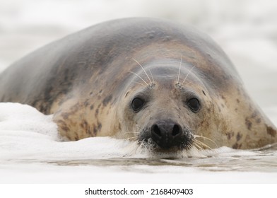 female grey seal (Halichoerus grypus)