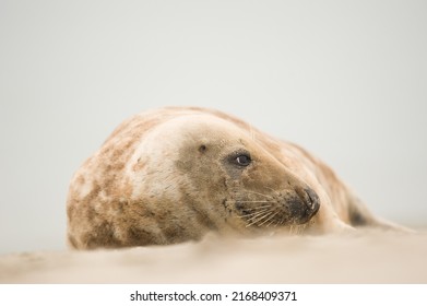 a female grey seal is lying on the beach (Halichoerus grypus)