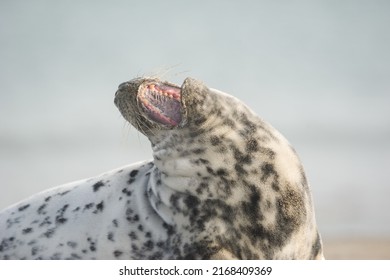 a female grey seal is yawning on the beach (Halichoerus grypus)
