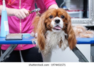 Female groomer brushes out a thoroughbred Cavalier King Charles spaniel studio for animals.