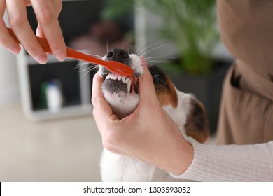 Female groomer brushing dog's teeth in salon