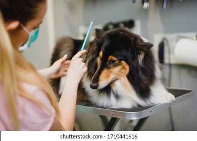 Female groomer brushing Rough Collie dog at grooming salon.