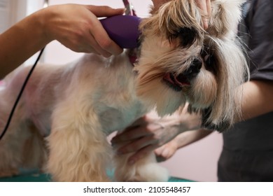 Female groomer brushing Shih Tzu at grooming salon. - Shutterstock ID 2105548457