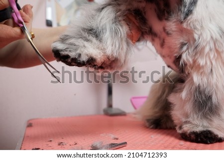 Female groomer brushing Shih Tzu at grooming salon.