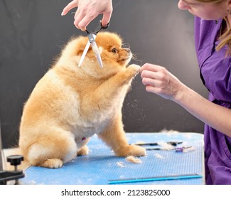 A Female Groomer Cuts The Fur Of A Charming Purebred Pomeranian. Fine Wool Falls On The Table.