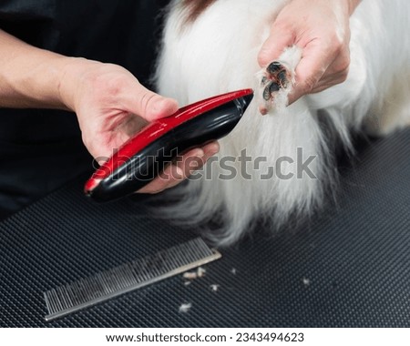 A female groomer cuts the hair between the toes of a Papillon dog. 