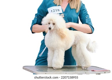A Female Groomer Demonstrates A Poodle Haircut On A Grooming Table.