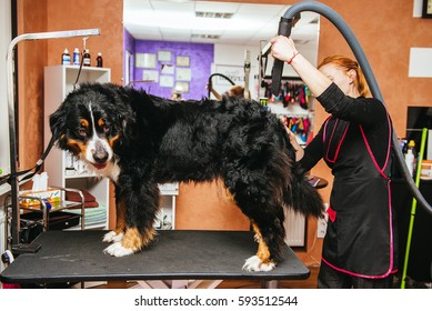 Professional Dog Groomer Images Stock Photos Vectors Shutterstock