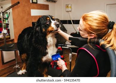 Professional Dog Groomer Images Stock Photos Vectors Shutterstock