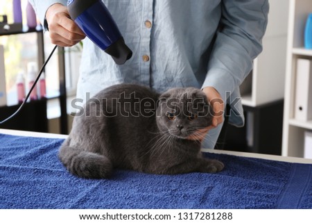 Female groomer drying cat's hair in salon