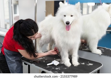 A Female Groomer Erases A Samoyed Dog With Scissors. A Big Dog In A Barber Shop.