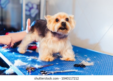 Dog Grooming Yorkie Stock Photos Images Photography Shutterstock