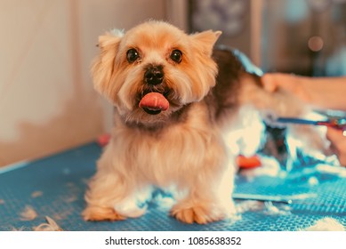 Female Groomer Haircut Yorkshire Terrier On Stock Photo Edit Now 1085638352